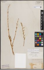 Foto von Salix caspica Pall.